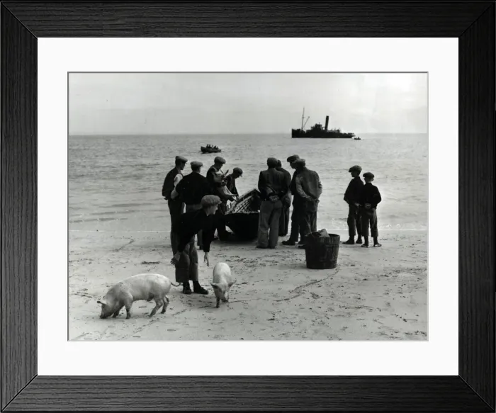 Framed Print : Galway Fair, Ireland - the first curraghs putting out Framed Print : Galway Fair, Ireland - the first curraghs putting out