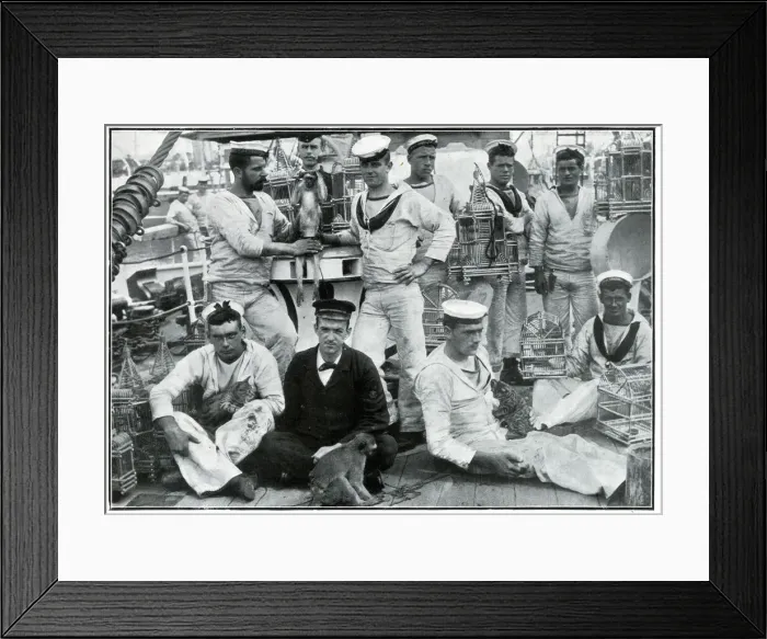 Framed Print : Pets brought home by men of HMS Thetis from St Helena Framed Print : Pets brought home by men of HMS Thetis from St Helena