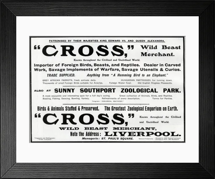 Framed Print : Advertisement for Cross - Wild Beast Merchant, Liverpool Framed Print : Advertisement for Cross - Wild Beast Merchant, Liverpool