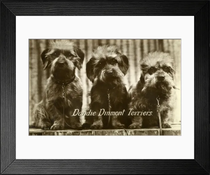 Framed Print : Three Dandie Dinmont Terriers Framed Print : Three Dandie Dinmont Terriers