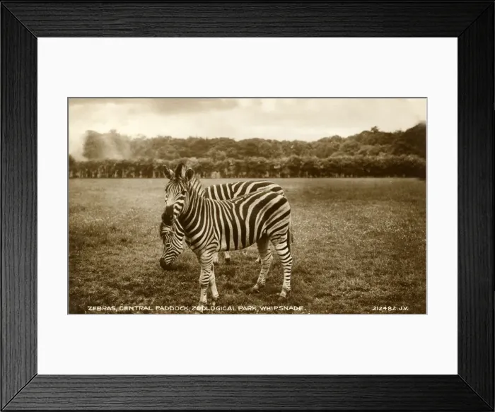 Framed Print : Zebras, Central Paddock, Whipsnade Zoo, Bedfordshire Framed Print : Zebras, Central Paddock, Whipsnade Zoo, Bedfordshire