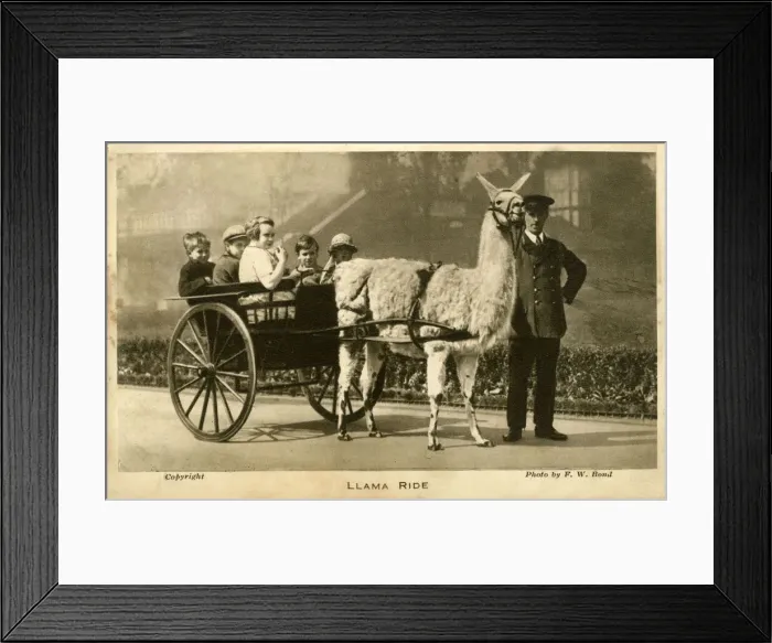 Framed Print : Llama Ride with keeper and children, London Zoo, London Framed Print : Llama Ride with keeper and children, London Zoo, London