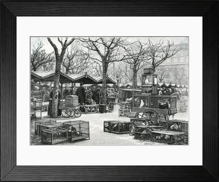 Framed Print : Bird Market, Paris, France Framed Print : Bird Market, Paris, France
