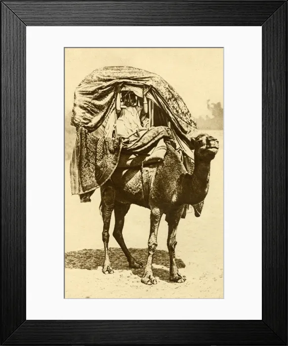 Framed Print : Saharan woman on a camel, Algeria, North Africa Framed Print : Saharan woman on a camel, Algeria, North Africa