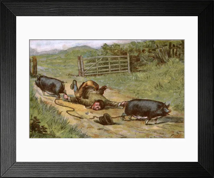 Framed Print : Farmer loses control of his pigs