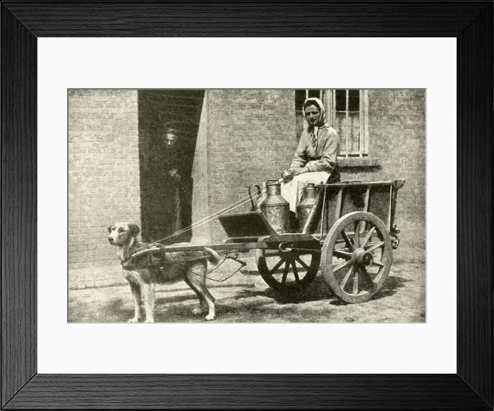 Framed Print : Milkwoman on her morning round, Belgium Framed Print : Milkwoman on her morning round, Belgium