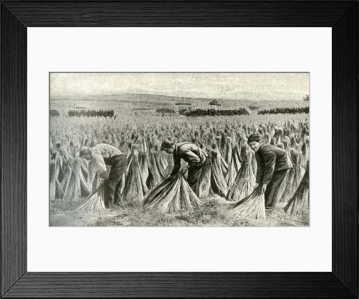 Framed Print : Sheaves of flax drying in a field, Belgium Framed Print : Sheaves of flax drying in a field, Belgium