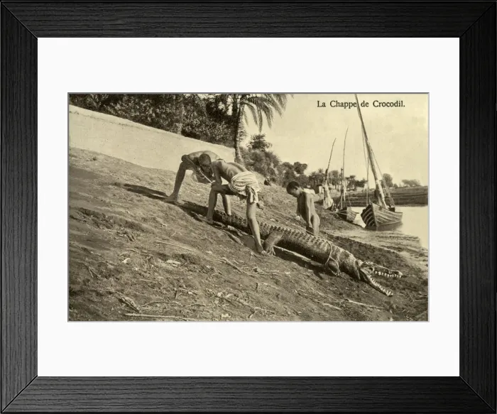 Framed Print : Captured Crocodile on the Banks of the River Nile, Egypt Framed Print : Captured Crocodile on the Banks of the River Nile, Egypt