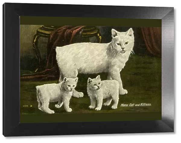 White Manx Cat and Kittens