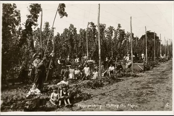 Pulling the Hops - Hop Pickers - West Malling, Kent