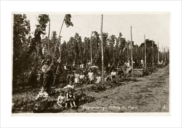 Pulling the Hops - Hop Pickers - West Malling, Kent