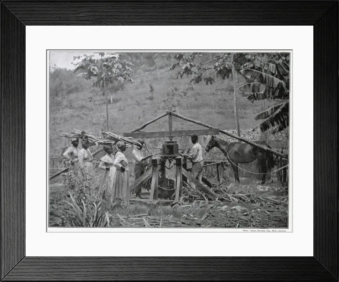 Framed Print : Jamaican industry was struggling against fierce rivalry of production volumes from Framed Print : Jamaican industry was struggling against fierce rivalry of production volumes from