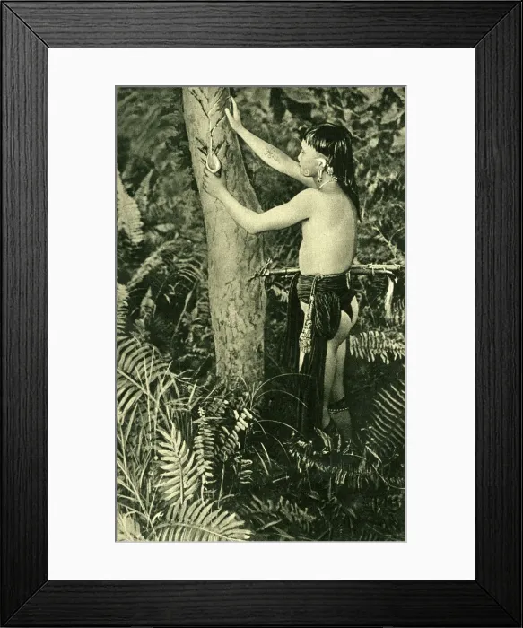 Framed Print : Kayan man collecting poison for blowpipe, Borneo, SE Asia Framed Print : Kayan man collecting poison for blowpipe, Borneo, SE Asia