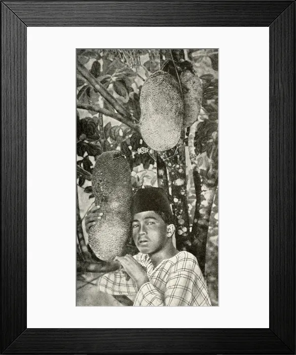 Framed Print : Malay man gathering bread from tree, South East Asia Framed Print : Malay man gathering bread from tree, South East Asia