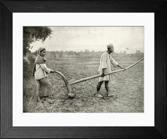 Framed Print : Malay man and woman tilling field, South East Asia Framed Print : Malay man and woman tilling field, South East Asia