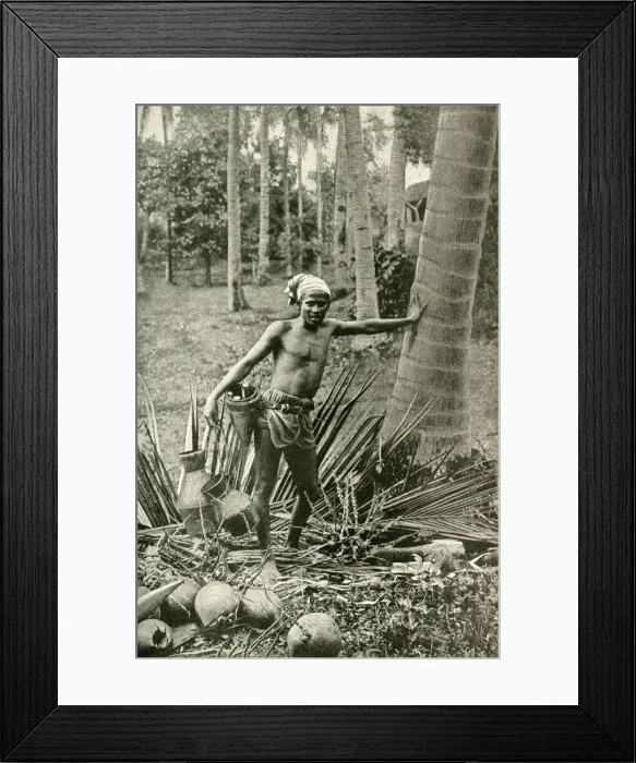Framed Print : Malay man collecting wine from tree, South East Asia Framed Print : Malay man collecting wine from tree, South East Asia