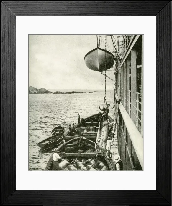 Framed Print : Meat supply off the coast of Chile, South America Framed Print : Meat supply off the coast of Chile, South America