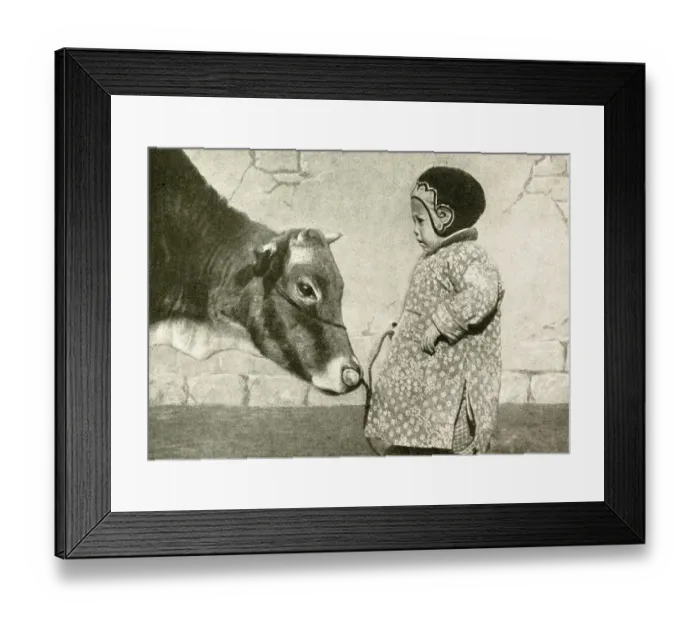 Framed Print : Little child with cow, Ningbo, China, East Asia Framed Print : Little child with cow, Ningbo, China, East Asia