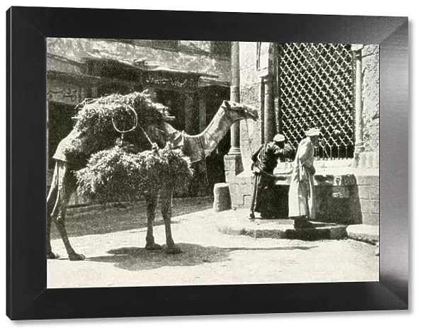 Men and camel at a fountain, Cairo, Egypt