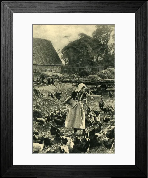 Framed Print : Dairymaid feeding chickens, Isle of Wight Framed Print : Dairymaid feeding chickens, Isle of Wight
