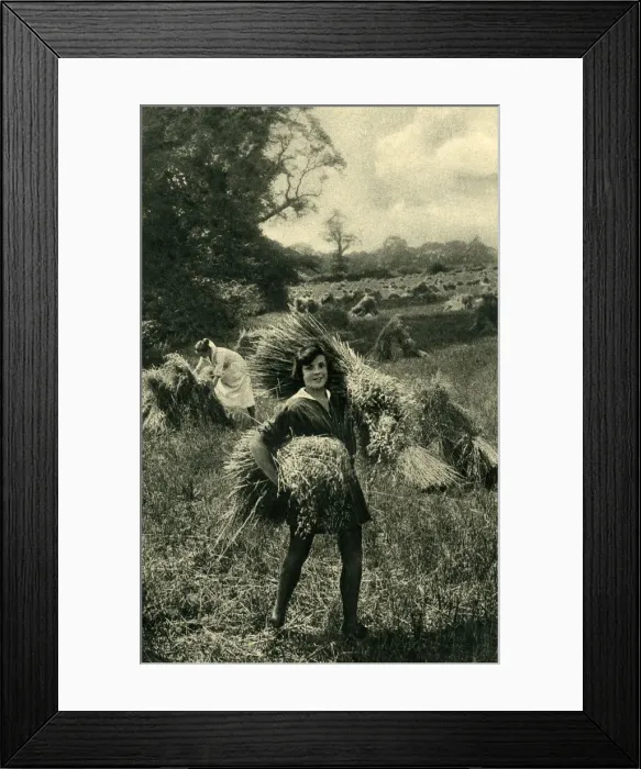 Framed Print : Working in the fields at harvest time, Huntingfield, Suffolk Framed Print : Working in the fields at harvest time, Huntingfield, Suffolk