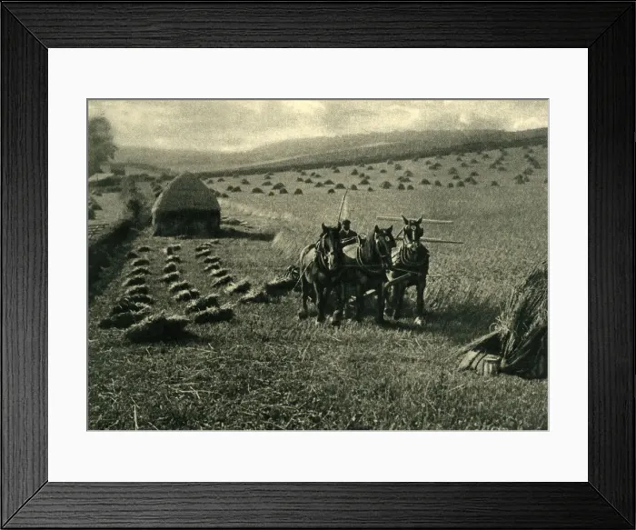 Framed Print : Scene in a field at harvest time, Huntingfield, Suffolk Framed Print : Scene in a field at harvest time, Huntingfield, Suffolk