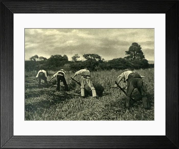 Framed Print : Reapers at work with scythes, Isle of Wight Framed Print : Reapers at work with scythes, Isle of Wight
