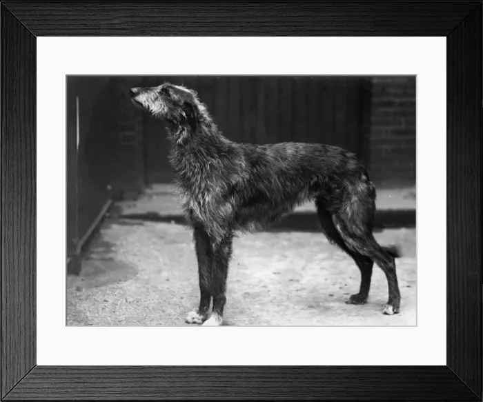 Framed Print : Fall / Deerhound / Champion Aesthetic of Ross Framed Print : Fall / Deerhound / Champion Aesthetic of Ross