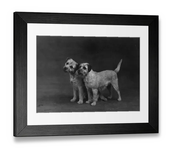 Framed Print : Fall / Border Terriers Framed Print : Fall / Border Terriers