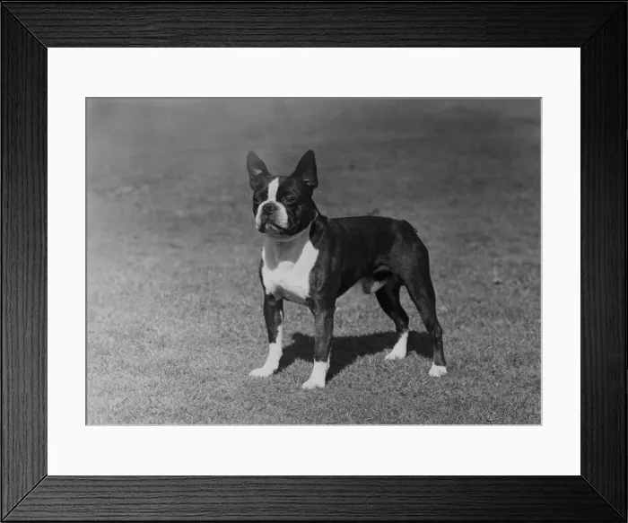 Framed Print : Fall / Boston Terrier / Champion Ukansee Bobby Socks Framed Print : Fall / Boston Terrier / Champion Ukansee Bobby Socks
