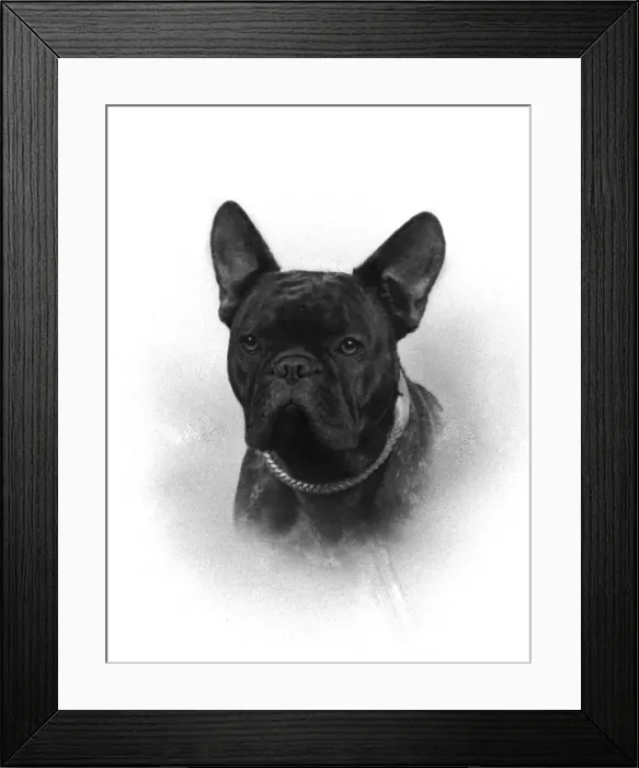 Framed Print : Fall / French Bulldog Champion Rossi of Elmsleigh Framed Print : Fall / French Bulldog Champion Rossi of Elmsleigh