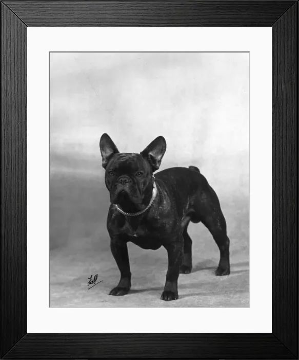 Framed Print : Fall / French Bulldog Champion Rossi of Elmsleigh Framed Print : Fall / French Bulldog Champion Rossi of Elmsleigh