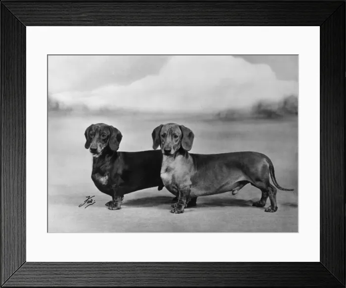 Framed Print : Fall / Smooth-haired dachshunds owned by Mr J E Langdale Framed Print : Fall / Smooth-haired dachshunds owned by Mr J E Langdale