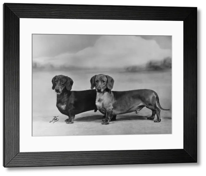 Framed Print : Fall / Smooth-haired dachshunds owned by Mr J E Langdale Framed Print : Fall / Smooth-haired dachshunds owned by Mr J E Langdale