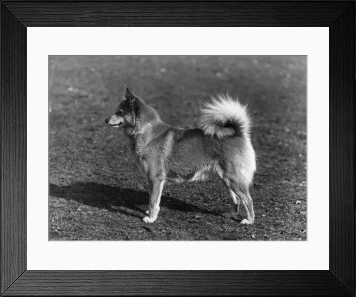 Framed Print : Fall / Finnish spitz Fenks Finsie Framed Print : Fall / Finnish spitz Fenks Finsie