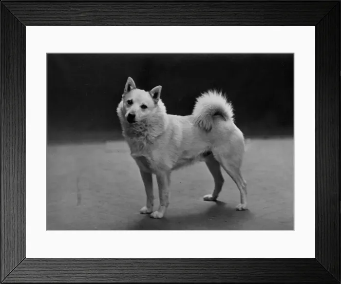 Framed Print : Fall / Norwegian Buhund Ryfjelds Truls Framed Print : Fall / Norwegian Buhund Ryfjelds Truls