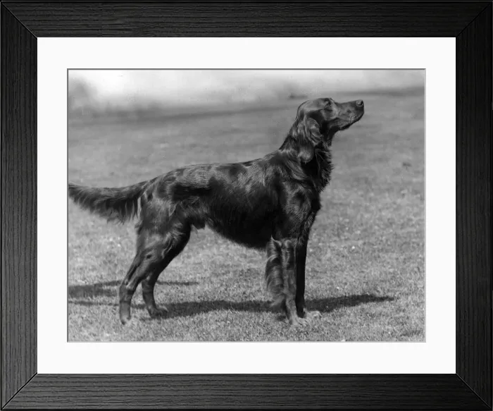 Framed Print : Fall / Irish Setter Champion Marksman of Ide Framed Print : Fall / Irish Setter Champion Marksman of Ide
