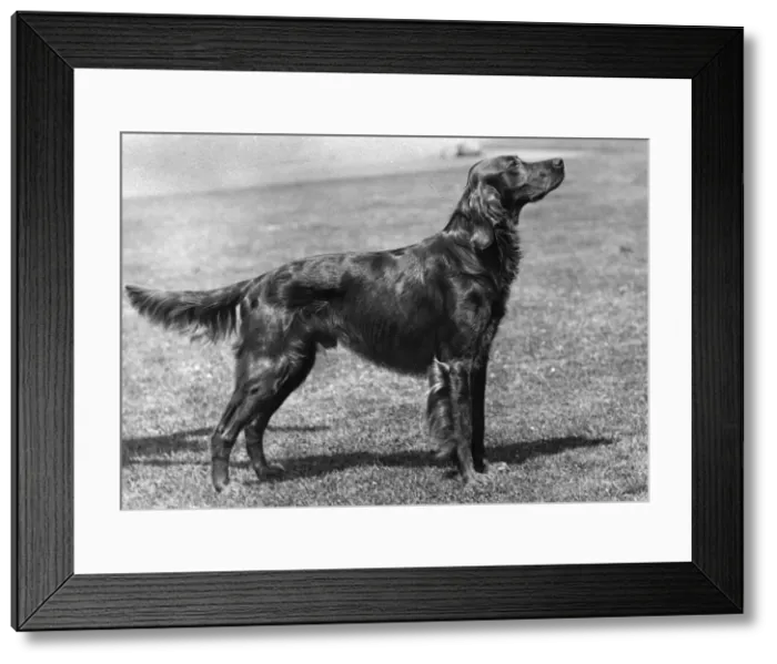Framed Print : Fall / Irish Setter Champion Marksman of Ide Framed Print : Fall / Irish Setter Champion Marksman of Ide