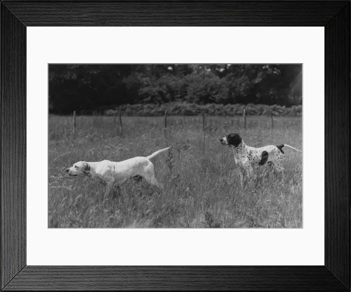 Framed Print : Fall / Pointers in field Framed Print : Fall / Pointers in field