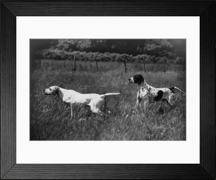 Framed Print : Fall / Pointers in field Framed Print : Fall / Pointers in field