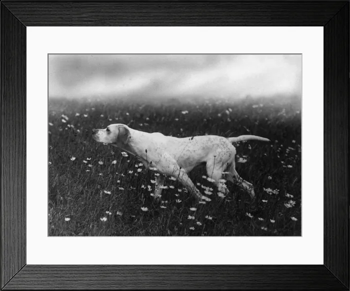 Framed Print : Fall / Pointer / Ginger of Rishangles Framed Print : Fall / Pointer / Ginger of Rishangles