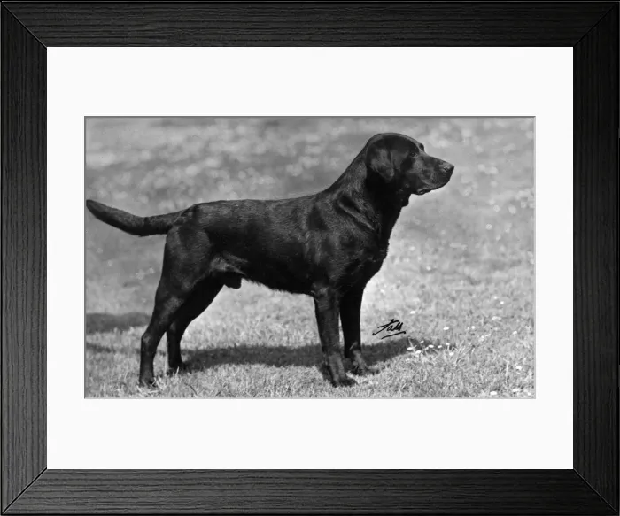 Framed Print : Fall / Retriever (Labrador) Champion Orchardton-du-O Banchory Framed Print : Fall / Retriever (Labrador) Champion Orchardton-du-O Banchory