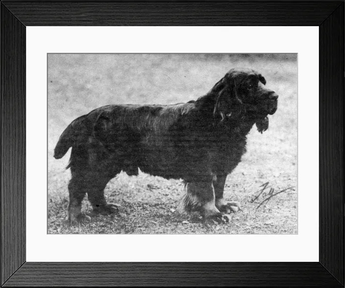 Framed Print : Fall / Sussex Spaniel Champion Okimat of Fourclovers Framed Print : Fall / Sussex Spaniel Champion Okimat of Fourclovers