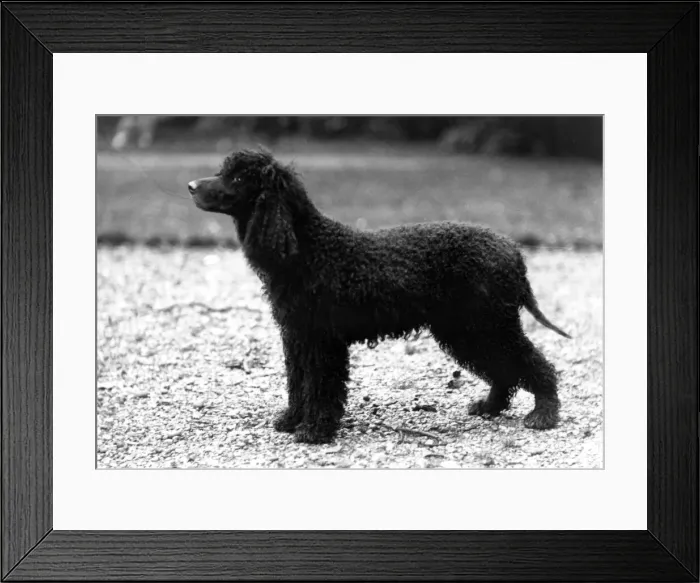 Framed Print : Fall  /  Irish Water Spaniel Champion Breifny Fascination