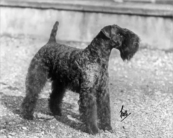 Fall  /  Kerry Blue Terrier  /  Champion Princeton Hell-Of-A-Fellow