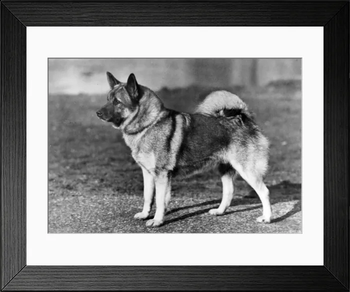 Framed Print : Fall / Elkhound / Champion Fourwents Bugg Av Aalesund Framed Print : Fall / Elkhound / Champion Fourwents Bugg Av Aalesund