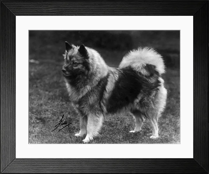 Framed Print : Fall  /  Keeshond  /  Champion Fina Van Zaandam