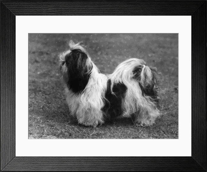 Framed Print : Fall / Shih Tzu / Champion Ta Chi of Taisan Framed Print : Fall / Shih Tzu / Champion Ta Chi of Taisan