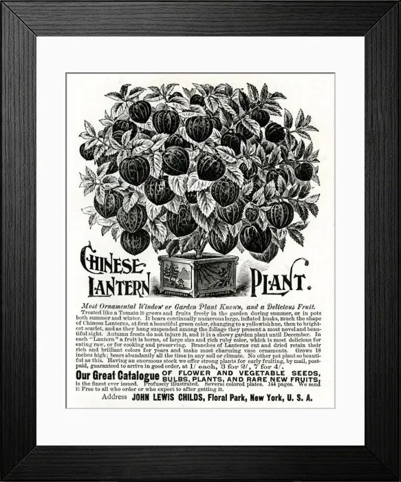 Framed Print : Advert for Chinese Lantern Plant 1897 Framed Print : Advert for Chinese Lantern Plant 1897
