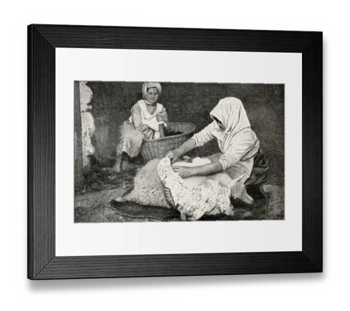 Framed Print : Young peasant woman shearing a sheep, Republic of Estonia Framed Print : Young peasant woman shearing a sheep, Republic of Estonia